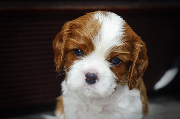 Cavalier King Charles spaniel puppy