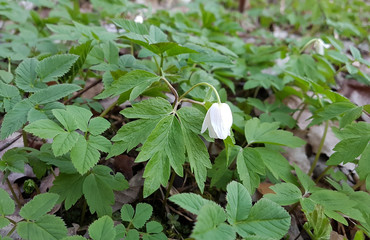White anemone flower