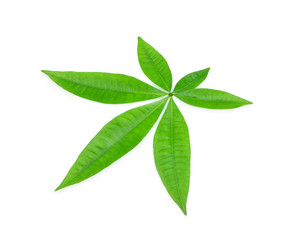 green leaf isolated on white background