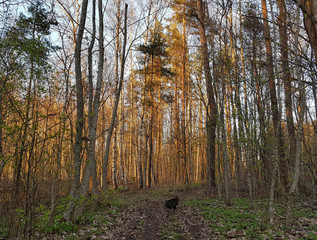 A little cat walking in the forest at spring