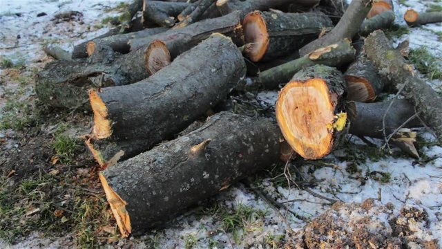 cut trees in winter/firewood for the winter in the woods