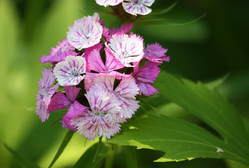 Carnations flowers in sunshine.