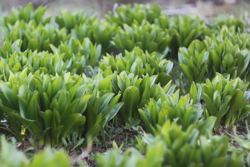 Green leaves of spring plants in the garden