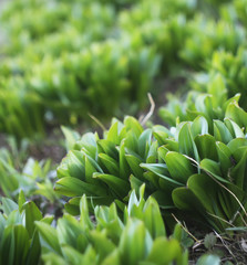Green leaves of spring plants in the garden
