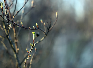 Green leaves on a branches of a tree in the spring park.