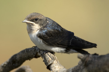 Hirondelle à longs brins, jeune, Hirundo smithii, Wire tailed Swallow, Parc national Kruger, Afrique du Sud © JAG IMAGES