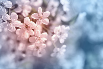 White tender cherry flowers blossom on a toned in soft blue and pink blurred background close-up macro . Spring or summer border. floral background with copy space. soft focus.