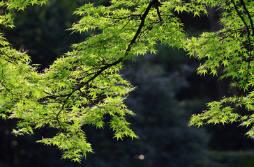 Beautiful young maple leaves background in Japanese-style garden ,新緑のもみじ　岡山後楽園