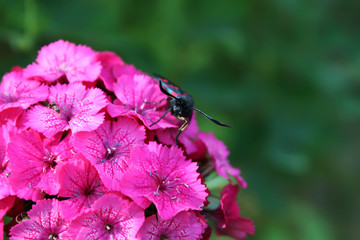Carnations flowers in sunshine. The six-spot burnet Zygaena filipendulae - a day-flying moth.