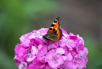 Carnations flowers in sunshine with a butterfly.