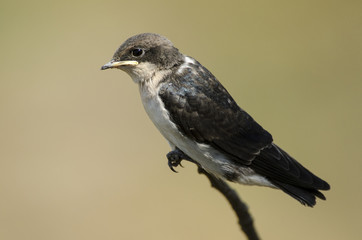 Hirondelle à longs brins, jeune, Hirundo smithii, Wire tailed Swallow, Parc national Kruger, Afrique du Sud © JAG IMAGES