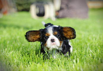 Cavalier King Charles spaniel puppy in garden