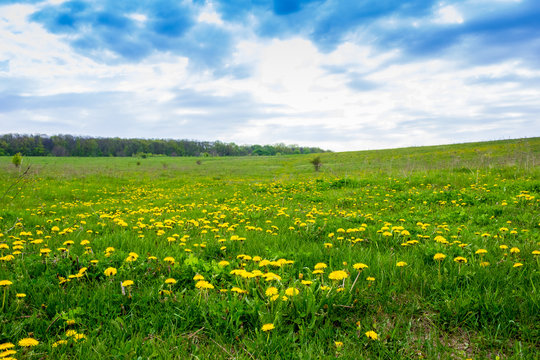 Dandelions on a green field