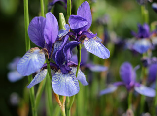 Flowers irises © Tatyana