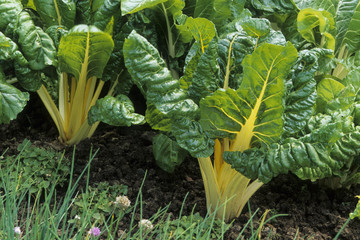 Beta vulgaris cicla /  Poirée à cardes jaunes