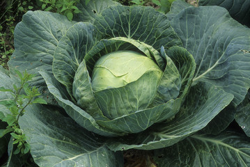 Brassica oleracea capitata capitata / Chou cabus