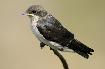 Hirondelle à longs brins, jeune, Hirundo smithii, Wire tailed Swallow, Parc national Kruger, Afrique du Sud © JAG IMAGES