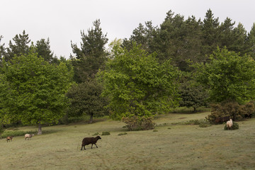 Bosque de hayas con rebaño de ovejas en la isla de Madeira, Portugal 