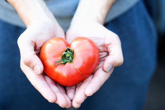 Heart In Hands. Tomato In The Shape Of A Heart. Healthy Food.