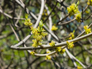 Blossom of European or Common Ash, Fraxinus excelsior, with bokeh background macro, selective focus, shallow DOF