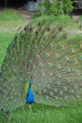 Pavone Blu