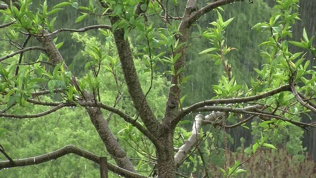 Starker Regen und Pfirsichbaum