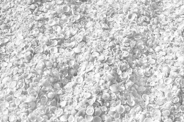 White background with  shells on seaside.