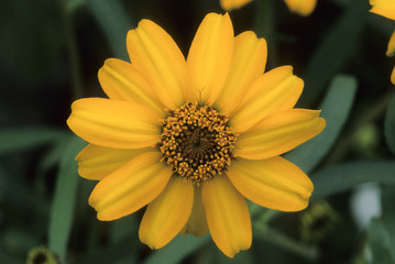 Zinnia mexicana / Zinnia haageana / Zinnia