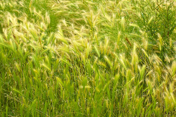 green wheat field and sunny day
