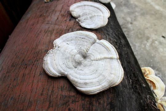 fungus and poisonous mushroom