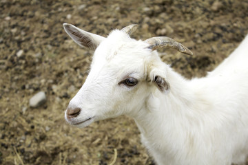 Small farm goat