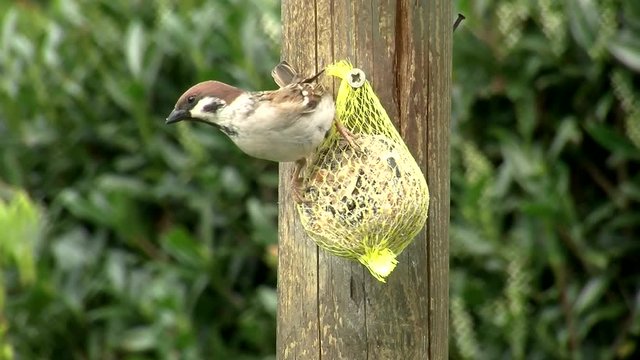 Hektisch frisst eine Spatz am Meisenkn&ouml;del