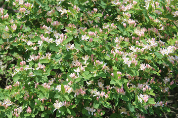 Spring riot of flowers