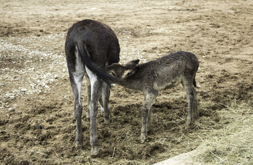 Donkey sucking milk
