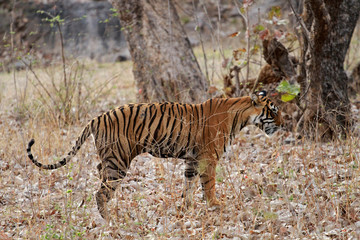Obraz na płótnie Canvas Bengal tiger, Ranthambore National Park, India