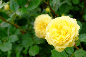 幸せの黄色の薔薇