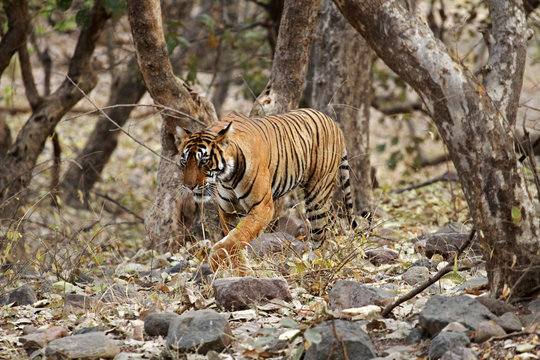 Bengal tiger, Ranthambore National Park, India