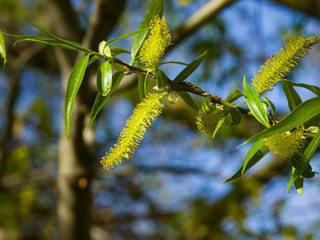 Fototapeta premium Krucha wierzba, Salix fragilis, kwitnąć wiosną na tle bokeh, selektywna ostrość, płytkie DOF