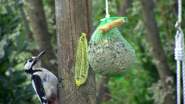 Gro&szlig;es Meisenkn&ouml;del und Buntspecht (Gro&szlig;aufnahme)
