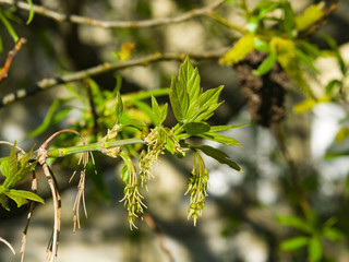 Female flowers on branch ash-leaved maple, Acer negundo, macro with bokeh background, selective focus, shallow DOF