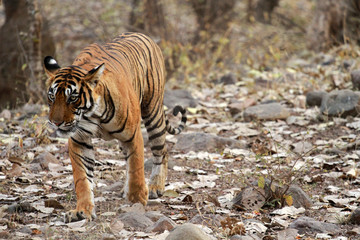 Obraz premium Tygrys bengalski, Park Narodowy Ranthambore, Indie
