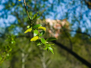 Brittle willow, Salix fragilis, blossom in spring with bokeh background, selective focus, shallow DOF