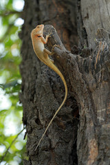 Naklejka na ściany i meble Oriental Garden Lizard, Keoladeo National Park, India