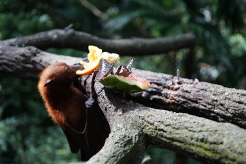 singapore zoo butterfly flying squirrel