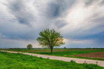Naklejka premium Lonely tree on a field