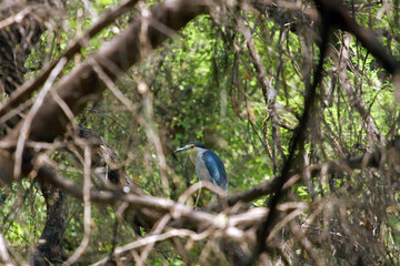 Indian pond heron, Keoladeo National Park, India