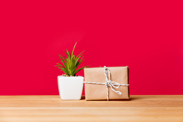 plant and cute gift