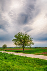 Naklejka premium Lonely tree on a field