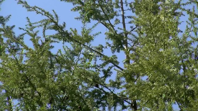 Hemlocktanne und starker Wind (Kamerazoomfahrt)
