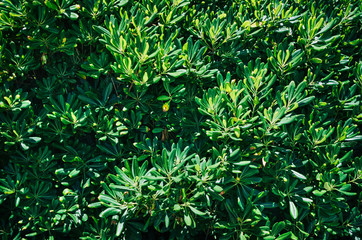 Greeney. Green leafs bush foliage pattern texture on bright sunny day.
